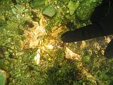 Coll NL 069